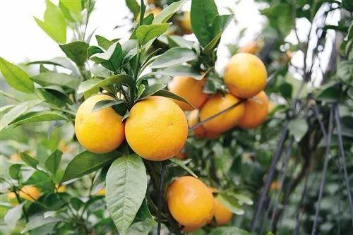 武鸣沃柑产业腾飞百亿元目标渐近