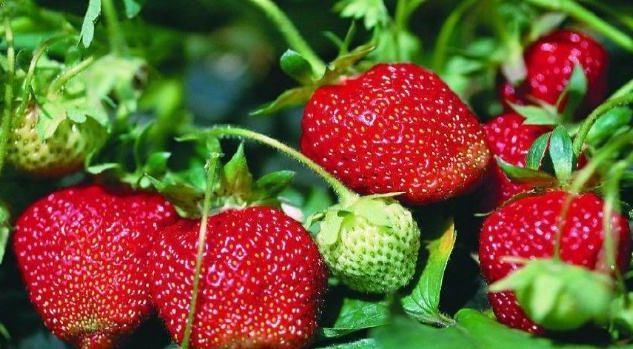 去吃2018的第一口草莓,重庆冬草莓采摘攻略新