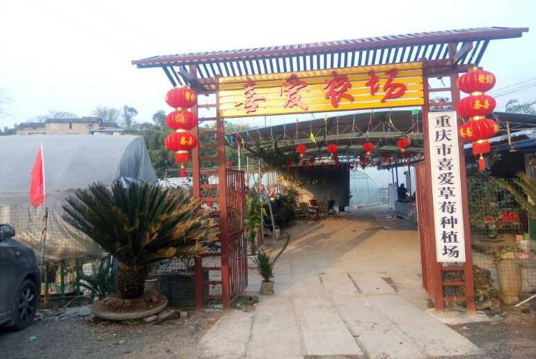 去吃2018的第一口草莓,重庆冬草莓采摘攻略新