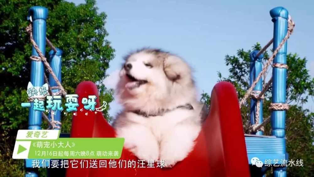 刘涛曾舜晞一起带萌娃,爱奇艺自制《萌宠小大人》对阵
