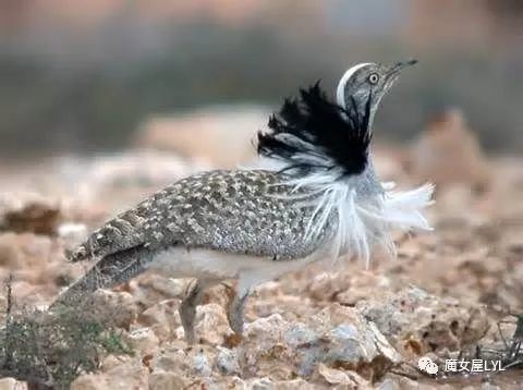 爱情让它们肿成个球--从灰颈鹭鸨 Kori bustard