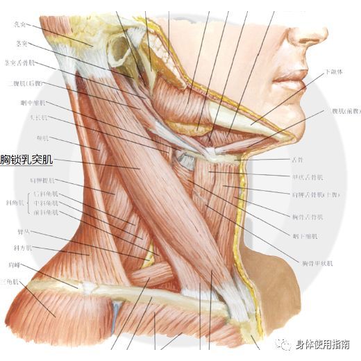 大转子 大转子在这