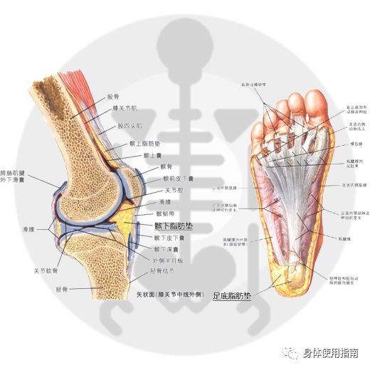 前交叉韧带 前交叉韧带在这