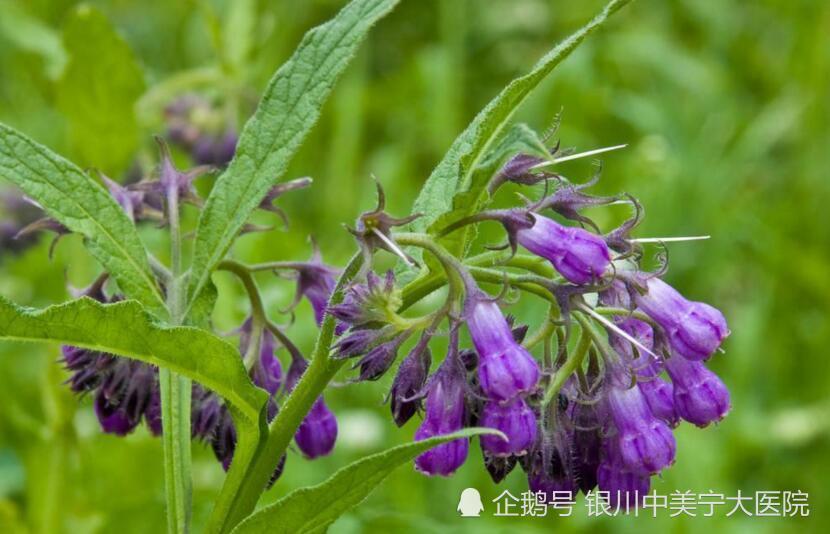 中药紫草功能主治