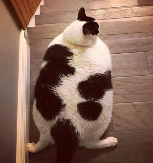 奶牛猫才是真的猫猪,橘猫看了会沉默,狸猫看