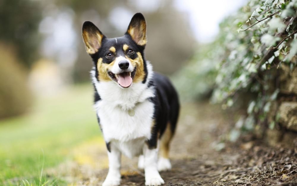 威尔士柯基犬是一种小型犬,但性格非常稳健,是非常适合小孩的守护犬