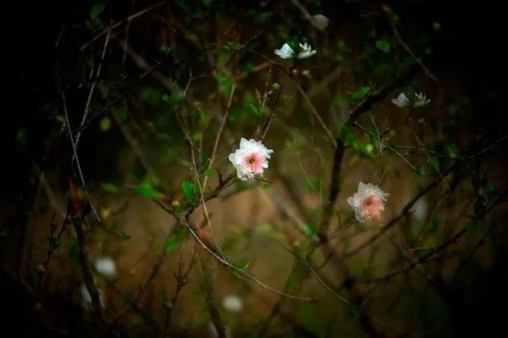 关于梅花的故事,也许你只差这趟旅行