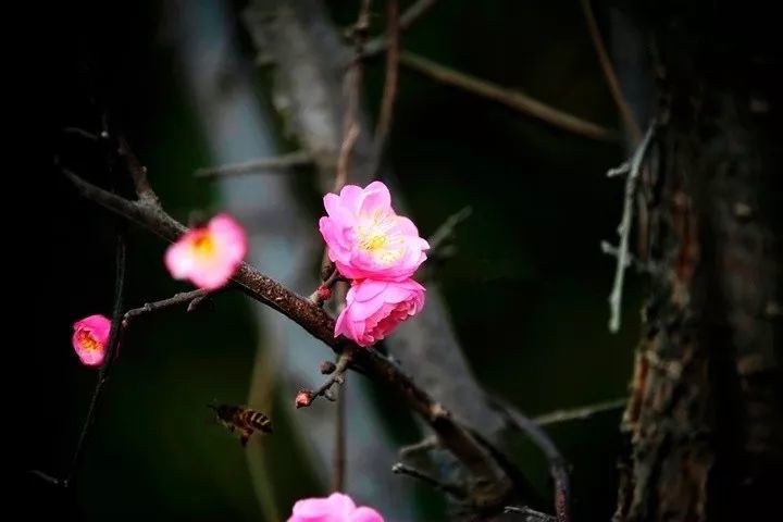 关于梅花的故事,也许你只差这趟旅行