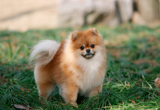 各种狗类品种,狗狗分类大全--上