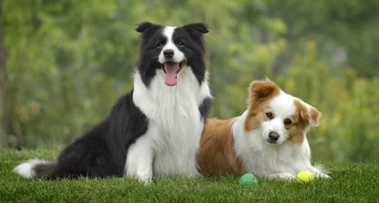 各种狗类品种,狗狗分类大全--中