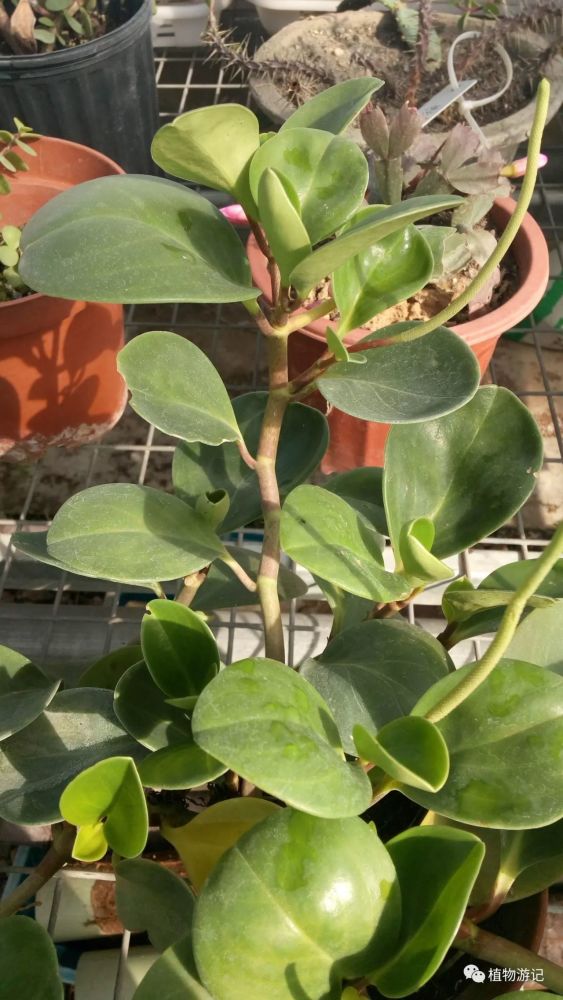 圆叶椒草,干旱对植物的胁迫作用