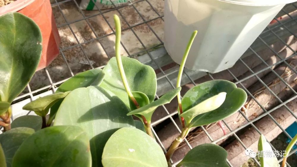 圆叶椒草,干旱对植物的胁迫作用