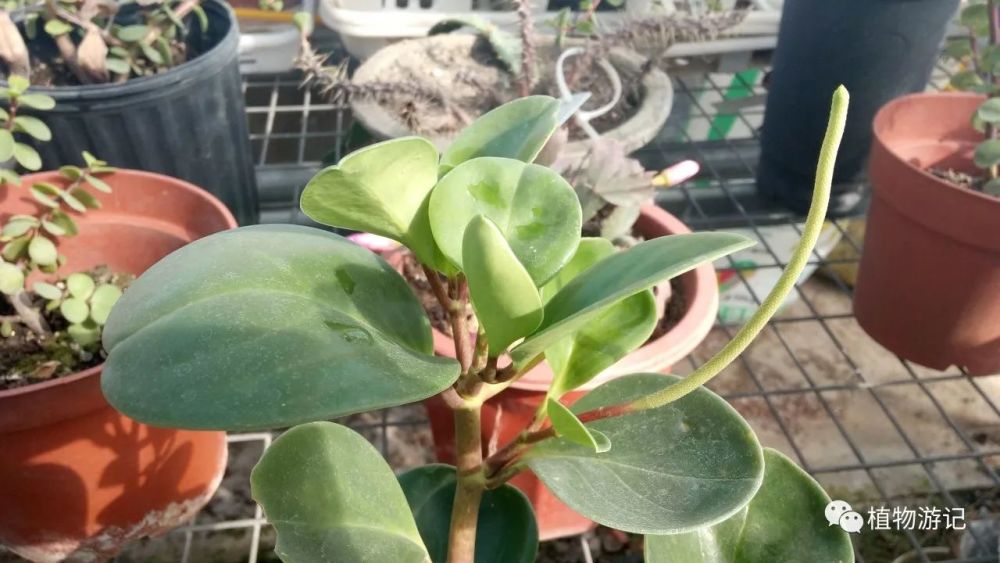 圆叶椒草,干旱对植物的胁迫作用