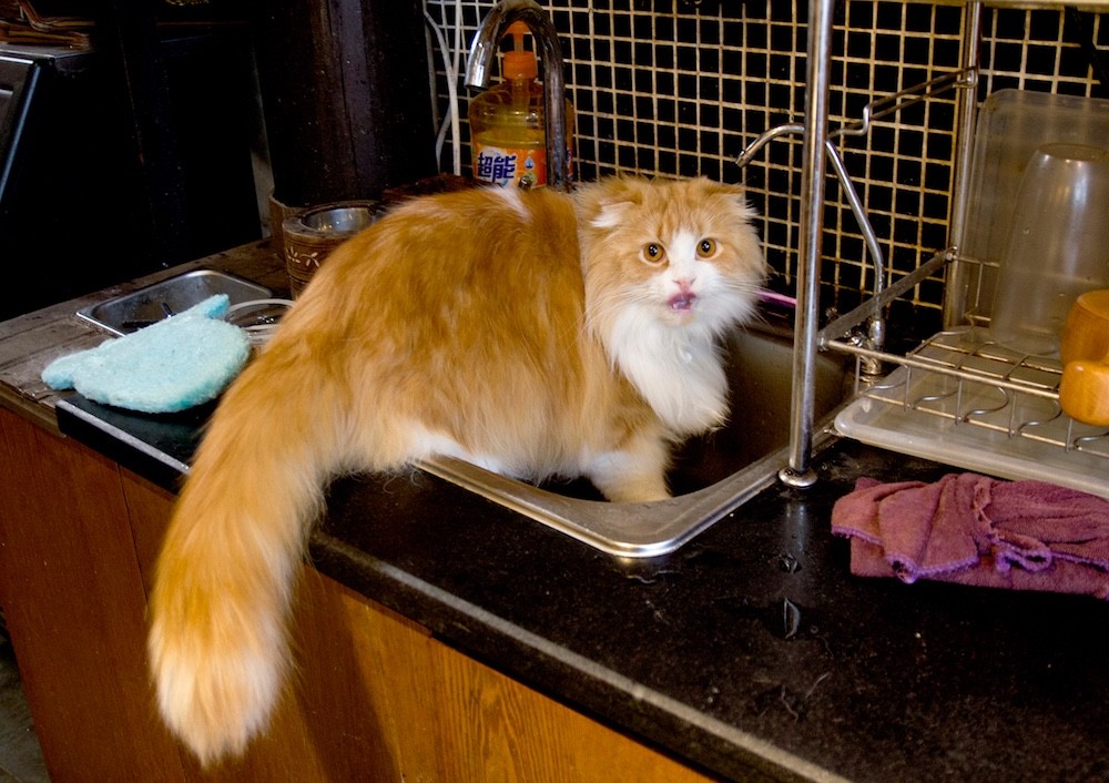 杭州撸猫哪家强?两天撸完8家猫咖啡馆,真正的