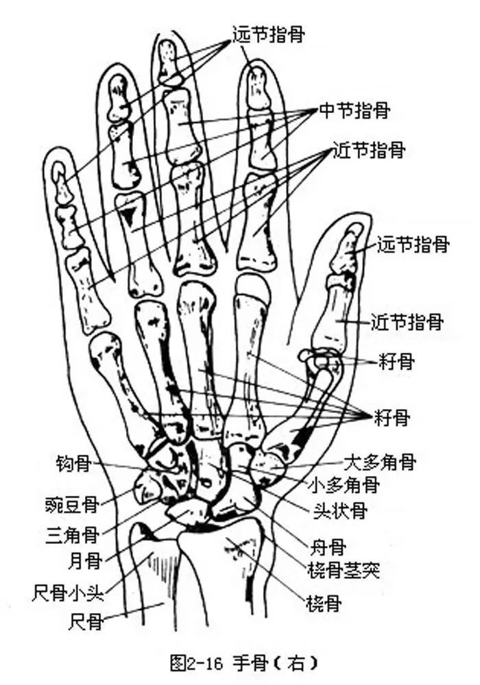 手的骨骼图