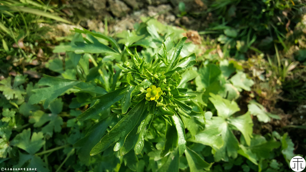 这种野草长在河沟边,是农村常见的"毒草",它的用处却不小