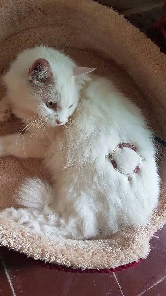 霸气女声翻唱《我们不一样》,MV亮了!