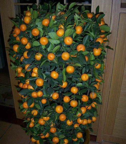 盘点最适合在家种的水果盆栽,安全又方便