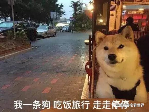 来自一条狗的愤怒