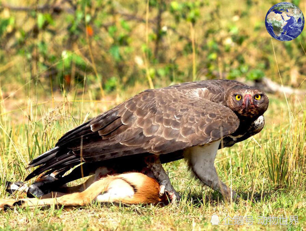 非洲草原上最大的猛禽，能抓起羚羊和巨蜥飞上天，平头哥也怵