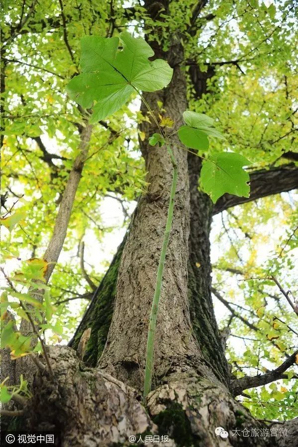 太仓版《国家宝藏》,你应该知道的太仓历史古