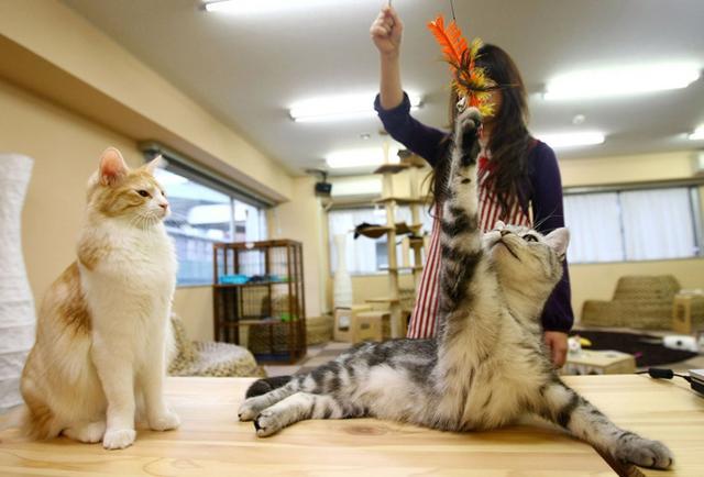开业之初便吸引了大量的爱猫人士,他们在门口排起了常常的队伍,并不是