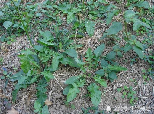 农村地地道道土特产,营养价值高于猪肉,是农村