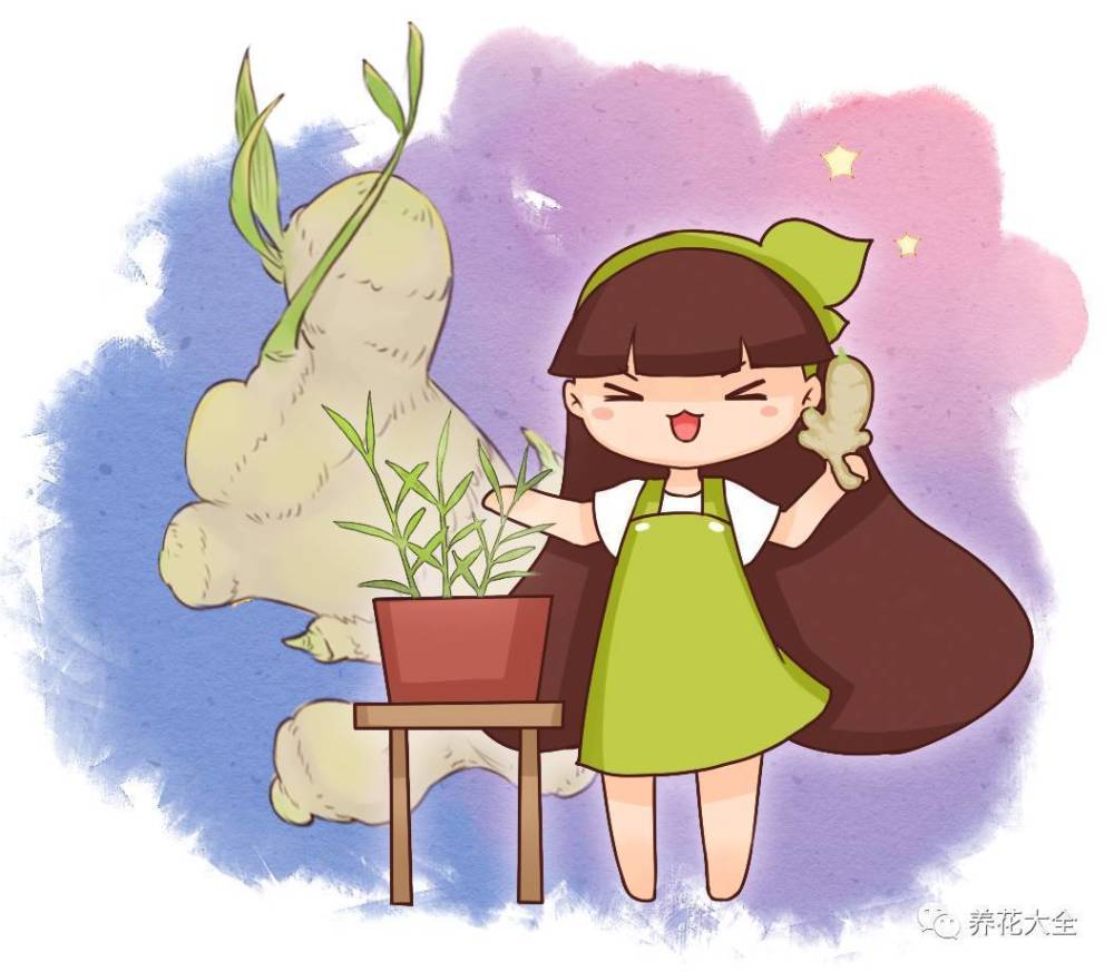 全国人民都在种生姜盆景,比富贵竹好看,埋一小块收获8