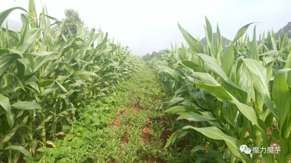 降低魔芋种植风险的唯一方法