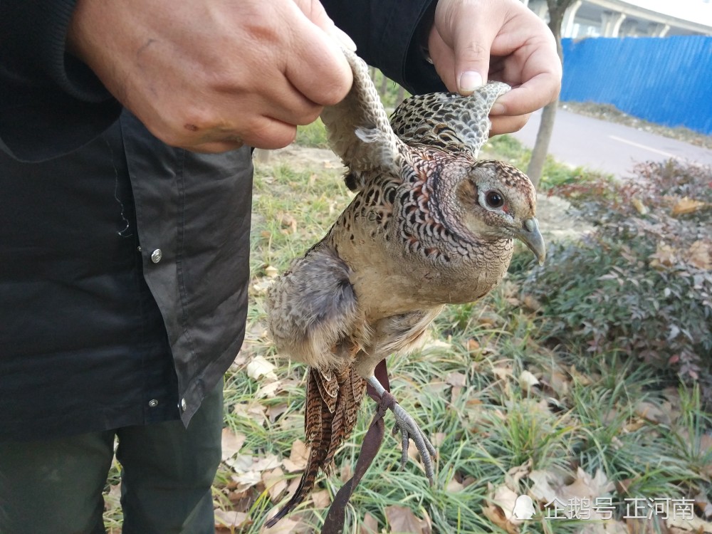 野鸡,山鸡,保护动物,野山鸡,非法狩猎