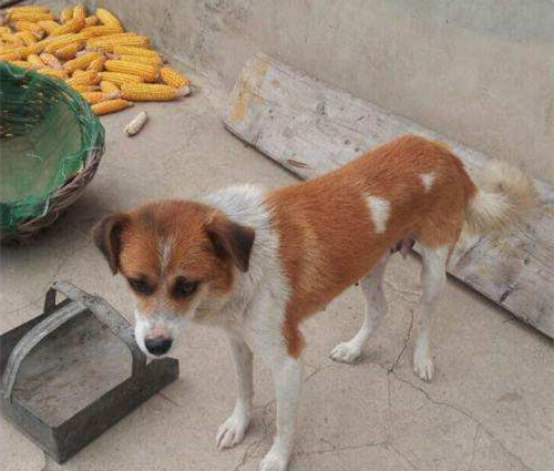 2岁宝宝流鼻涕,送医检查后,妈妈说:农村不适合