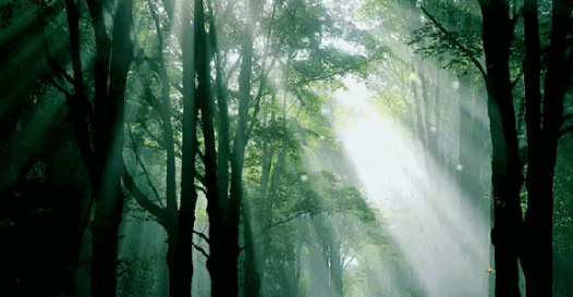 壁纸 风景 森林 桌面 526_273 gif 动态图 动图