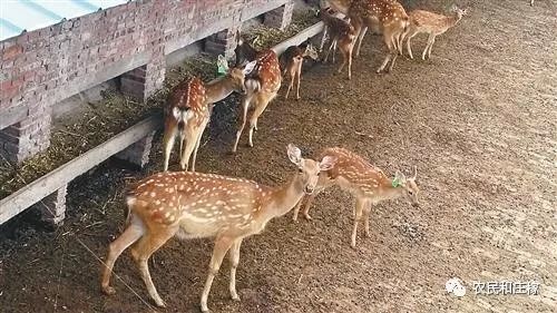 最暴力的农村养殖项目,年收入高达30万,它成