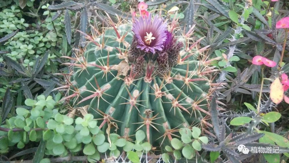 日出,仙人掌科植物经济用途