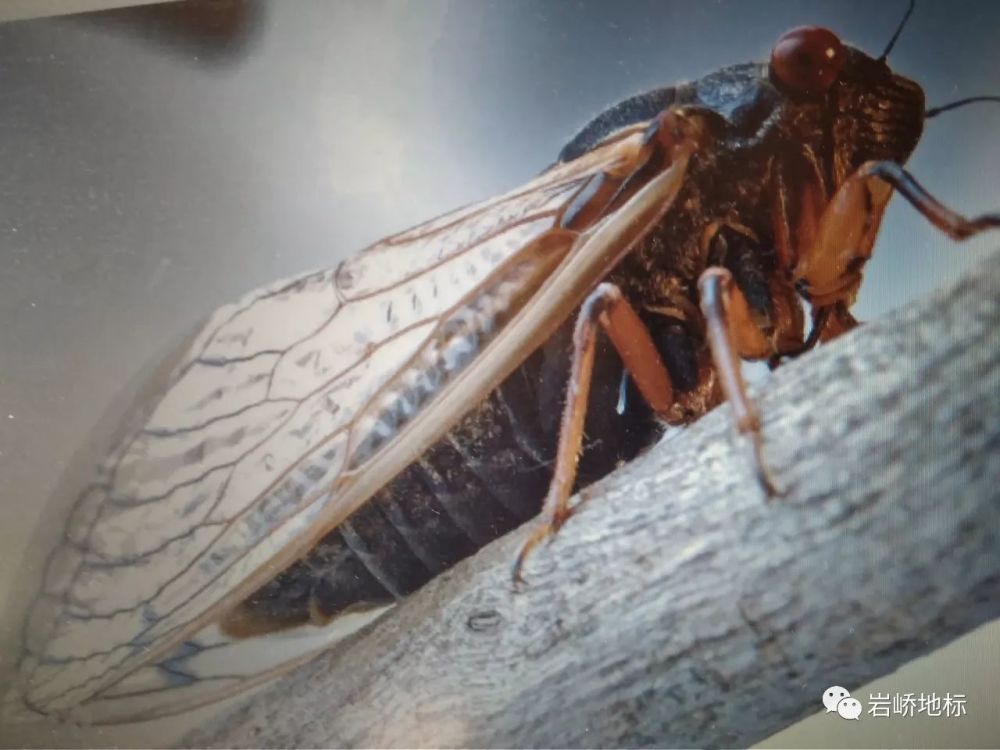 师仪持矜:若禁不应