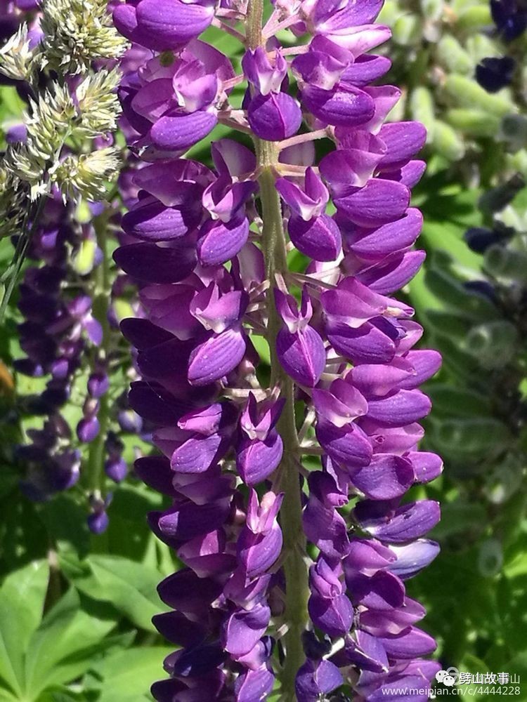 山中偶遇鲁冰花