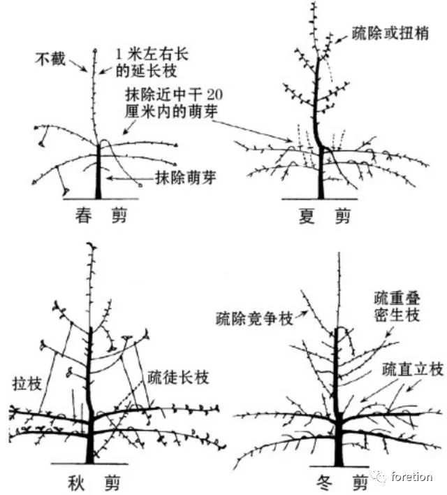 冬季果树修剪的基本原则
