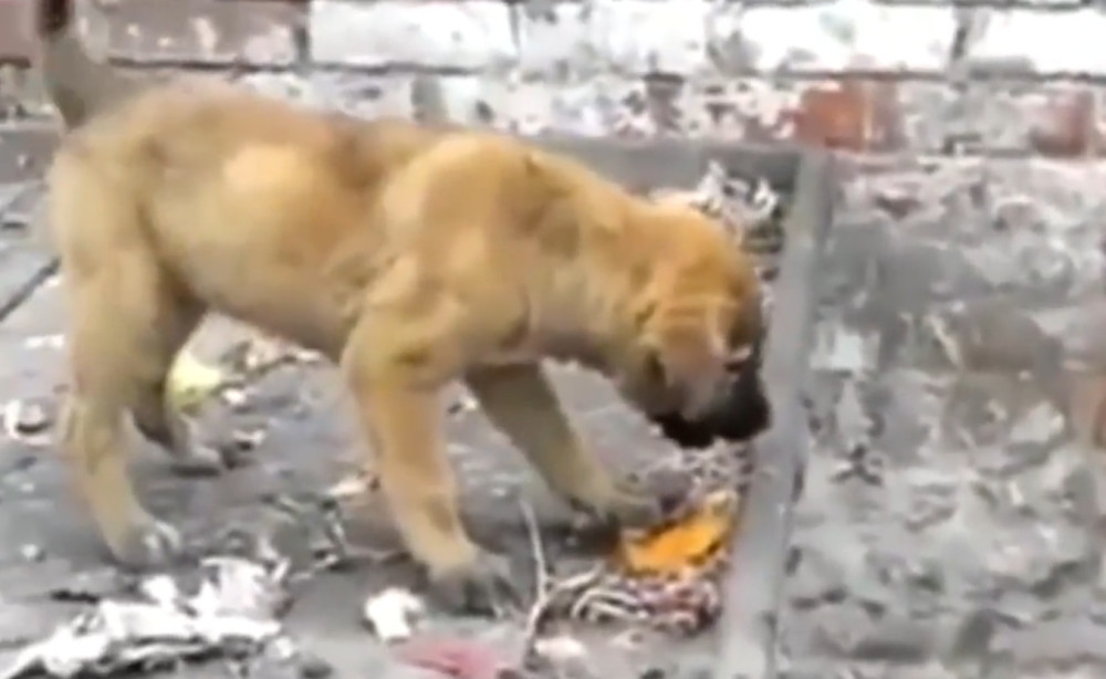 主人任由猴子欺负土狗,最终成功的激怒狗狗,结