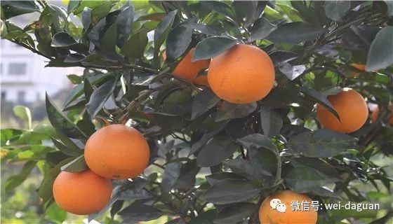 大关县众利种养殖农民专业合作社:生态种植脐