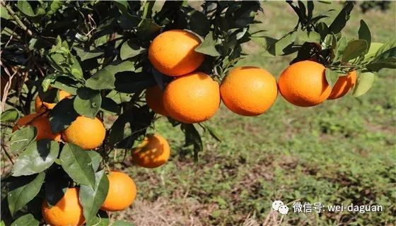 大关县众利种养殖农民专业合作社:生态种植脐