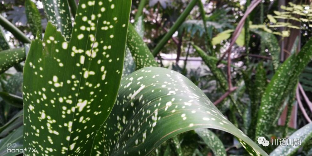 荣耀9青春版和荣耀畅玩7X谁更值得入手?千元