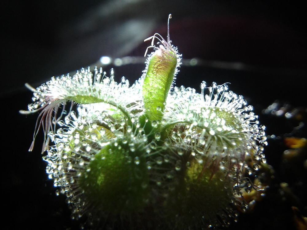 食虫植物图集——造物的奇迹