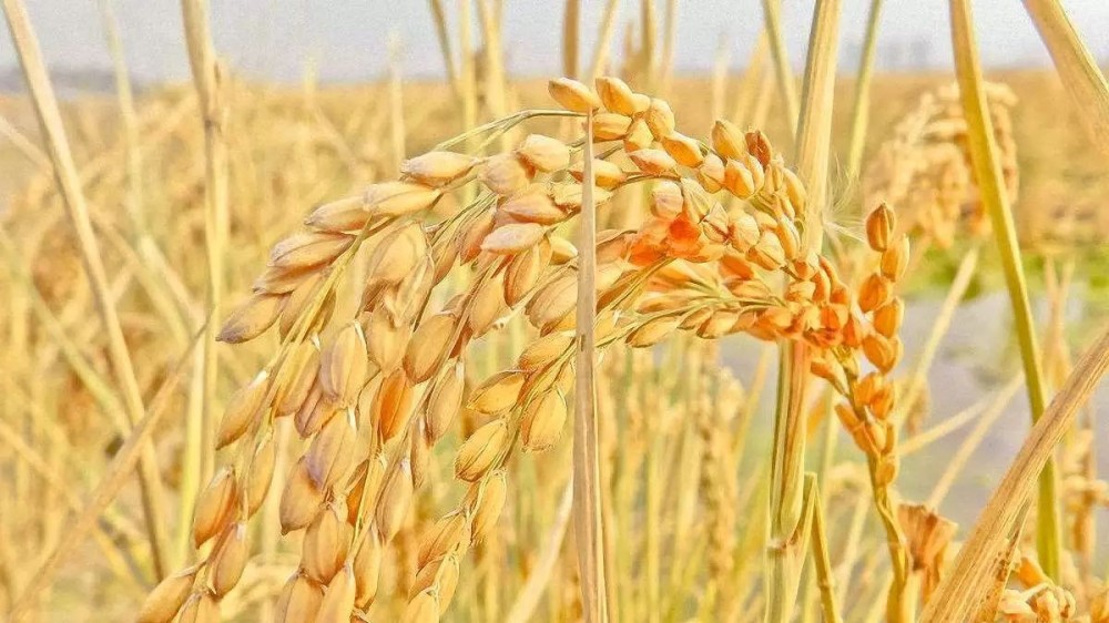 2018年调减水稻、小麦、玉米种植面积;全国范