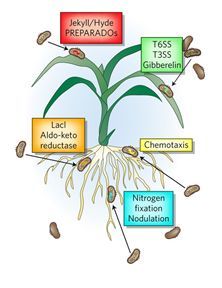 数千份高通量测序揭示微生物与植物的关系