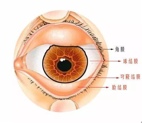 隐形眼镜为什么不可能滑到"眼球后面"?