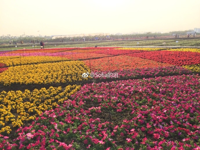 最低5℃!广州2018年第一场雨即将发货!降温+湿
