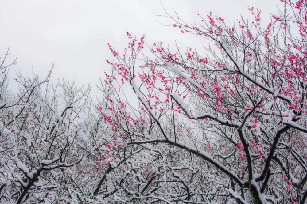 寒潮来袭!南京迎来第一个下雪天,冬季养生要牢记