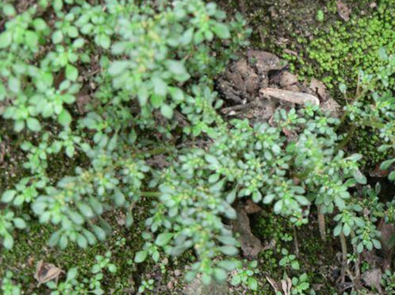 农村这种鹅都不吃的野草,却能够治好鼻炎,并且