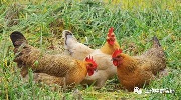 小不点儿的宠物