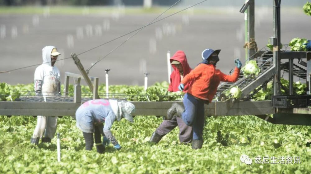 澳洲大规模抓非法移民!6万黑民遭殃,他们不择
